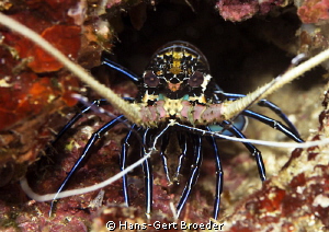 Lobster
Scary
Bunaken,Sulawesi,Indonesia, Bunaken Islan... by Hans-Gert Broeder 